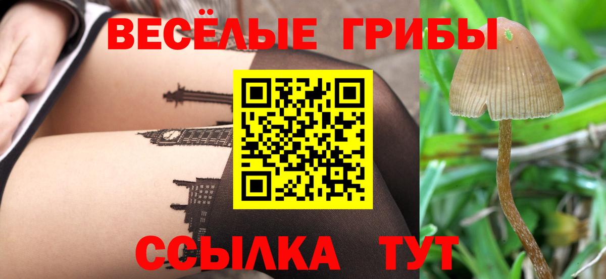 Галлюциногенные грибы Psilocybine cubensis Кемерово